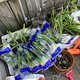 Twelve bags' worth of scallions piled up beside the planters